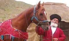 اسب ترکمن